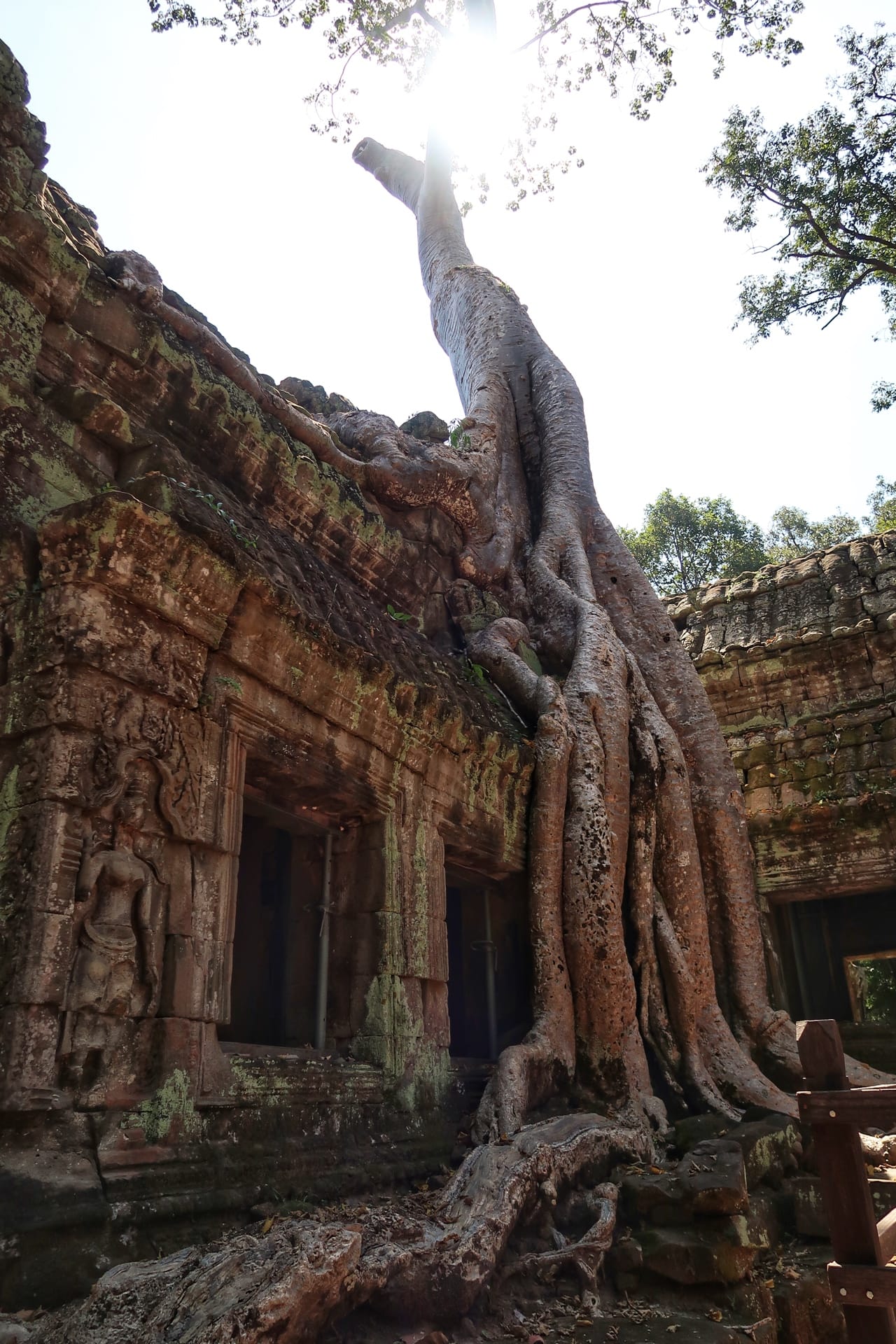 Angkor tempel rødder
